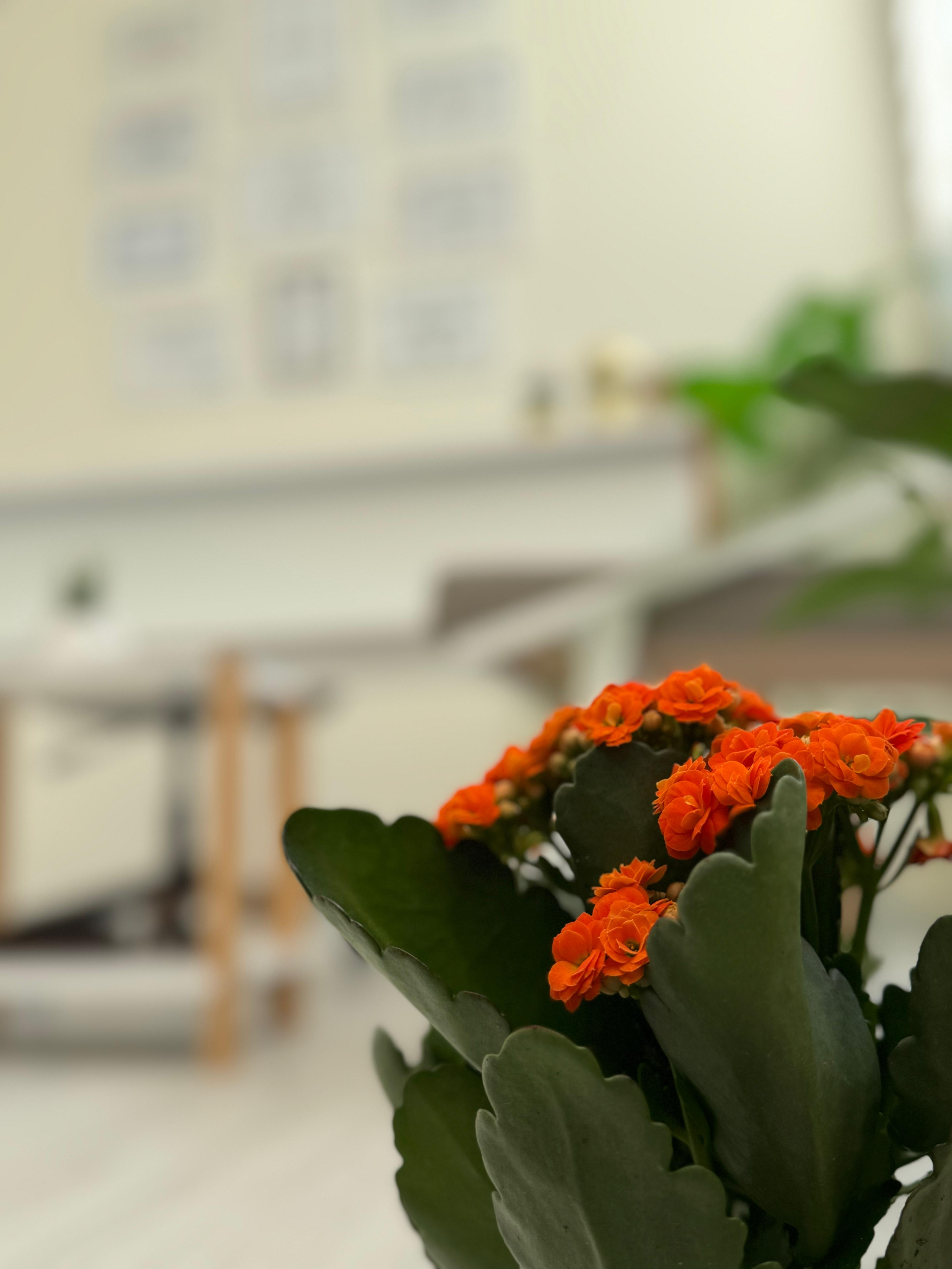 Klinikte çiçek detayı